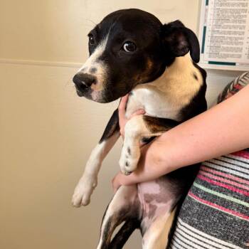 Mermaid (26-3W-3) -  Pit Bull Terrier and Mixed Breed Dog for Adoption in Rifle, Colorado - Mermaid (26-3W-3) | PetCurious