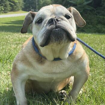 Martha -  English Bulldog Dog for Adoption in Meherrin, Virginia - Martha | PetCurious