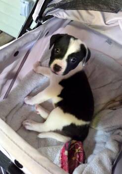 Puzzle -  Labrador Retriever and Pit Bull Terrier Dog for Adoption in Greenlawn, New York - Puzzle | PetCurious