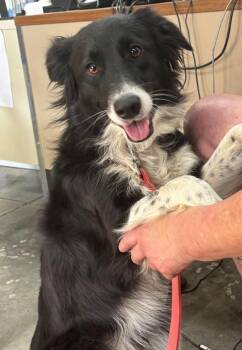 Ellie -  Australian Shepherd Dog for Adoption in Campbellsville, Kentucky - Ellie | PetCurious