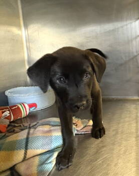 Rescue Labrador Retriever Dogs for Adoption in Crossville, Tennessee - RILEY | PetCurious