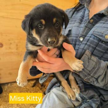 Shepherd Dogs Available for Adoption in Woodstock, Ontario - Miss Kitty | PetCurious