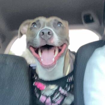 Rescue Mixed Breed Dogs for Adoption in Perryville, Arkansas - Nadia | PetCurious