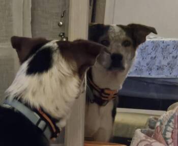 Australian Shepherd Dogs Available for Adoption in Joshua, Texas - Ryder | PetCurious