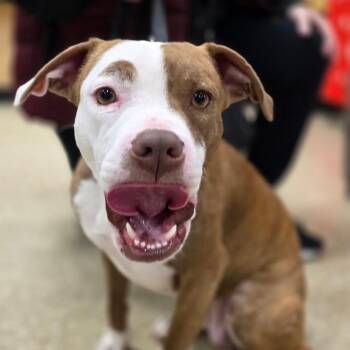 Pit Bull Terrier Dogs Available for Adoption - Sweetie | PetCurious