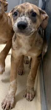 Cody -  German Shepherd Dog and Pit Bull Terrier Dog for Adoption in Burgaw, North Carolina - Cody | PetCurious