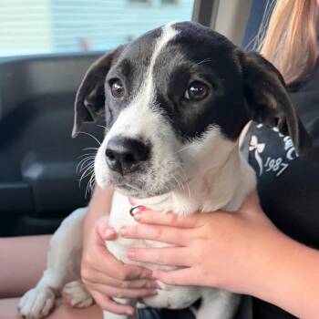 Lark -  Mixed Breed Dog for Adoption in Jeffersonville, Indiana - Lark | PetCurious