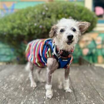 Poodle Dogs Available for Adoption in Pacific Grove, California - Neptune | PetCurious