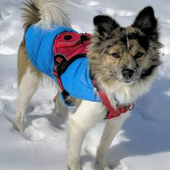 Mixed Breed Dogs Available for Adoption - Bodie Bear | PetCurious