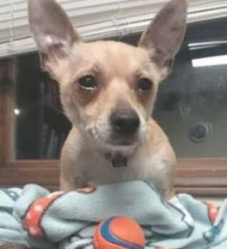 Rescue Jack Russell Terrier and Chihuahua Dogs for Adoption in North Haven, Connecticut - Twinkle | PetCurious