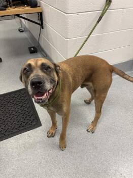 DOUGLAS -  Pit Bull Terrier Dog for Adoption in Indianapolis, Indiana - DOUGLAS | PetCurious