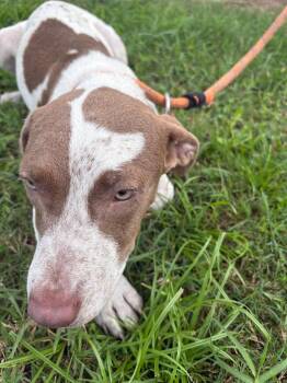 Jolina -  Terrier Dog for Adoption in Wauchula, Florida - Jolina | PetCurious
