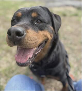 Rottweiler Dogs Available for Adoption in New York, New York - Missy Celeste | PetCurious