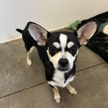 Chihuahua Dogs Available for Adoption - Sashimi | PetCurious