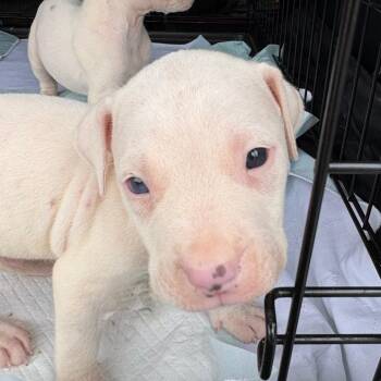 Ryder -  Pit Bull Terrier and Mixed Breed Dog for Adoption in Durham, North Carolina - Ryder | PetCurious