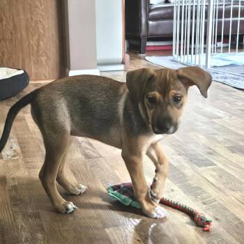 Clover -  Terrier and Shepherd Dog for Adoption in Minneapolis, Minnesota - Clover | PetCurious