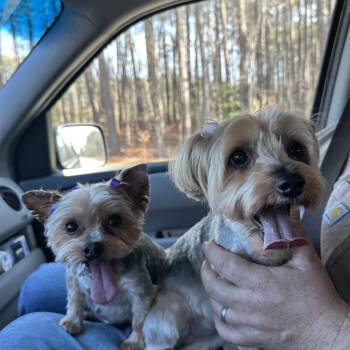 Yorkshire Terrier Dogs Available for Adoption in Gloucester Point, Virginia - Maggie D1998 And Lollipop D1997 | PetCurious