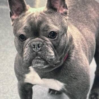 French Bulldog and Mixed Breed Dogs Available for Adoption in Fredericksburg, Virginia - Wasabi | PetCurious