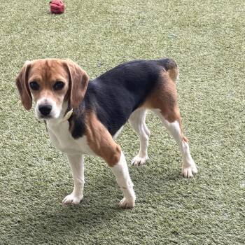 Brailey 4698/8611 -  Beagle Dog for Adoption in Loxahatchee Groves, Florida - Brailey 4698/8611 | PetCurious