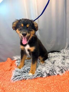 Australian Shepherd Dogs Available for Adoption - Teddy | PetCurious