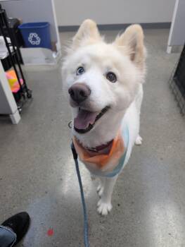 Tempo -  Samoyed Dog for Adoption in Columbus, Ohio - Tempo | PetCurious