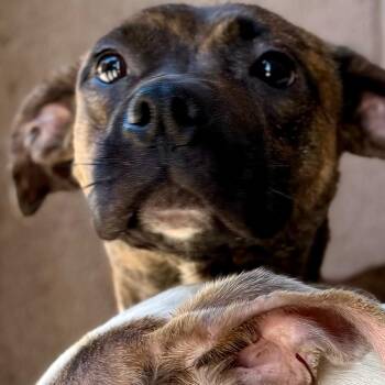 Pippa -  Pit Bull Terrier Dog for Adoption in Yuma, Arizona - Pippa | PetCurious