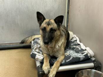 NOVA -  German Shepherd Dog Dog for Adoption in Martinez, California - NOVA | PetCurious