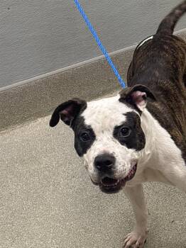 PETUNIA -  Pit Bull Terrier Dog for Adoption in Las Vegas, Nevada - PETUNIA | PetCurious