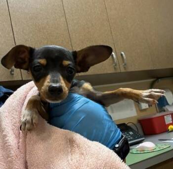 Mixed Breed Dogs Available for Adoption - Chicken | PetCurious