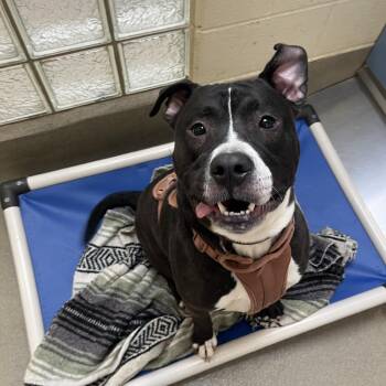 Rescue Pit Bull Terrier and American Staffordshire Terrier Dogs for Adoption in Lynchburg, Virginia - Neo | PetCurious