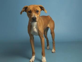 Pit Bull Terrier Dogs Available for Adoption in Phoenix, Arizona - CHARLOTTE | PetCurious