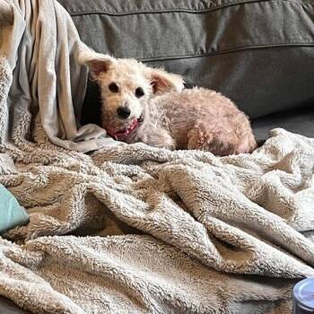 Winnifred -  Miniature Poodle Dog for Adoption - Winnifred | PetCurious