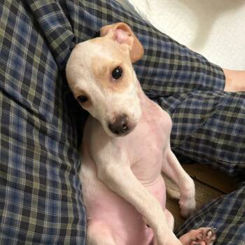 Rescue Beagle Dogs for Adoption in Lake Worth Beach, Florida - Frasier | PetCurious