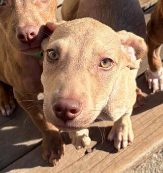Simon -  Terrier Dog for Adoption in Santa Rosa, California - Simon | PetCurious