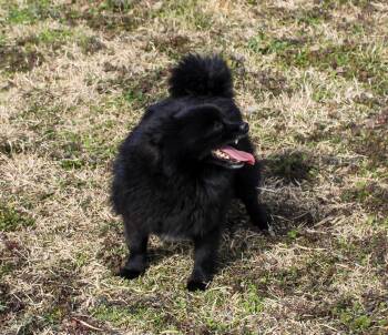 Pomeranian Dogs Available for Adoption - Avocado | PetCurious