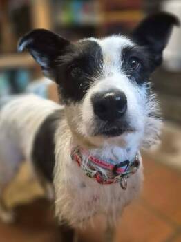 Wirehaired Terrier Dogs Available for Adoption in VERNON ROCKVL, Connecticut - Bessie | PetCurious