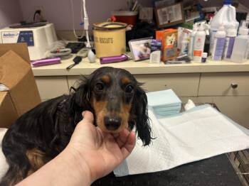 Dachshund Dogs Available for Adoption - Mocha-PARALYZED | PetCurious