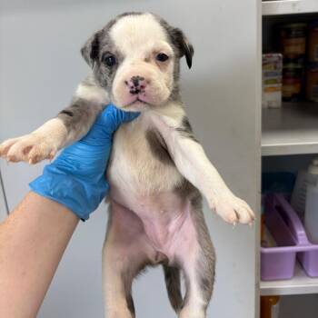 Mixed Breed Dogs Available for Adoption in Columbiana, Alabama - Sichuan Chicken | PetCurious