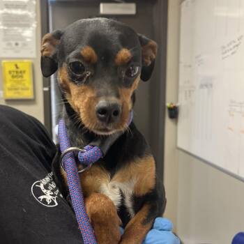 Miniature Pinscher Dogs Available for Adoption in Yuma, Arizona - Luigi | PetCurious