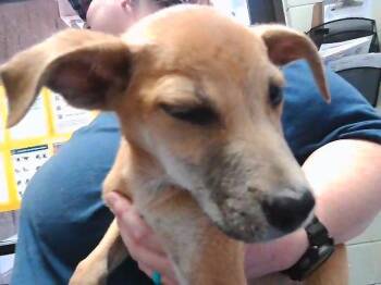 KYRA -  Pit Bull Terrier and Mixed Breed Dog Available for Adoption in Tulsa, Oklahoma - KYRA | PetCurious