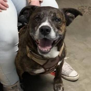 Jameson -  Mixed Breed Dog for Adoption in Dekalb, Illinois - Jameson | PetCurious
