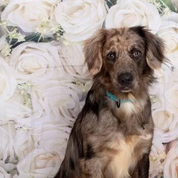Otto -  Mixed Breed Dog for Adoption in Fredericksburg, Virginia - Otto | PetCurious