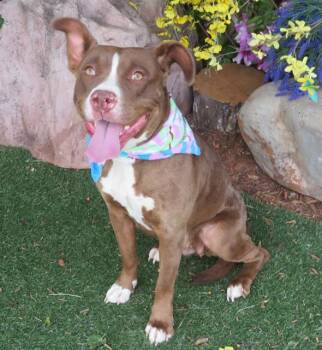 PRISSY -  Pit Bull Terrier and Mixed Breed Dog for Adoption in Oklahoma City, Oklahoma - PRISSY | PetCurious