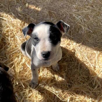 Cattle Dog and Mixed Breed Dogs Available for Adoption - Butterfly | PetCurious