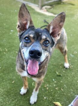 Coyote -  Mixed Breed and German Shepherd Dog Dog for Adoption in Austin, Texas - Coyote | PetCurious