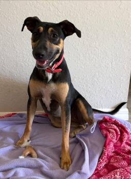 German Shepherd Dog and Hound Dogs Available for Adoption in Inverness, Florida - Rosie | PetCurious
