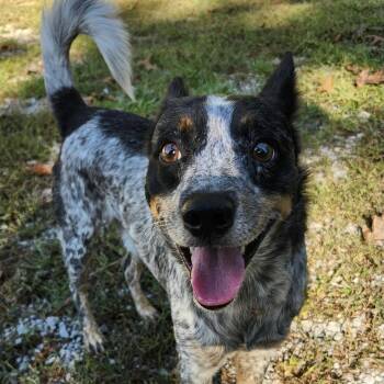 Mack -  Australian Cattle Dog Blue Heeler Dog for Adoption in Columbia, South Carolina - Mack | PetCurious