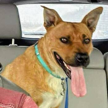 Sable (20260617-04) -  Mixed Breed Dog for Adoption in Niagara Falls, Ontario - Sable (20260617-04) | PetCurious