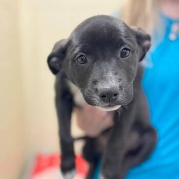 Mixed Breed Dogs Available for Adoption in Hendersonville, North Carolina - Aisha | PetCurious