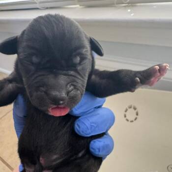 Mixed Breed Dogs Available for Adoption in Columbus, Georgia - Leon 1414 | PetCurious